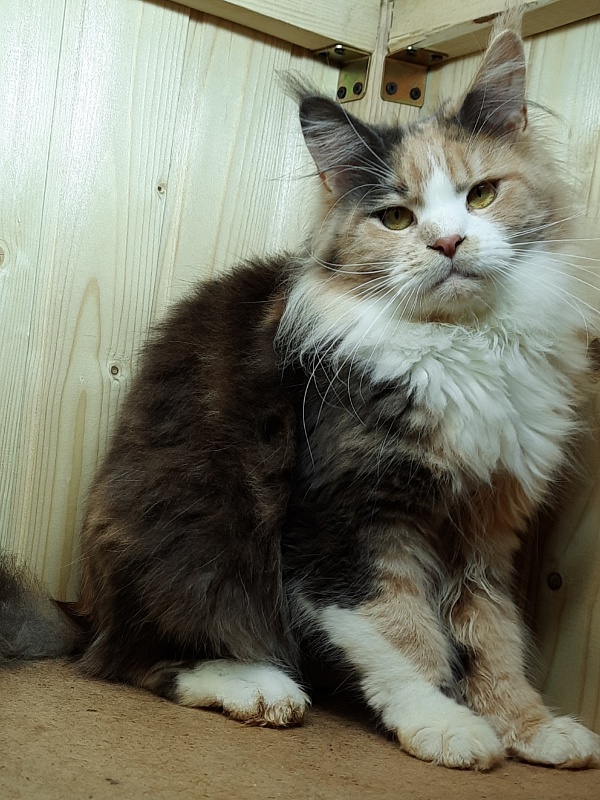 Gatto Fantastico Zlata - Adult maine-coon 1 year 4 months 1 week