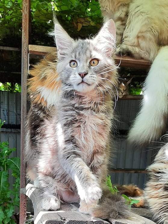 Gatto Fantastico Flora - maine-coon