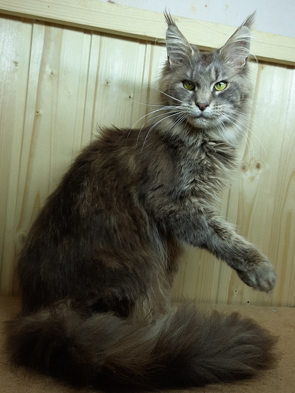 Gatto Fantastico Flora - Adult maine-coon 11 months 1 week