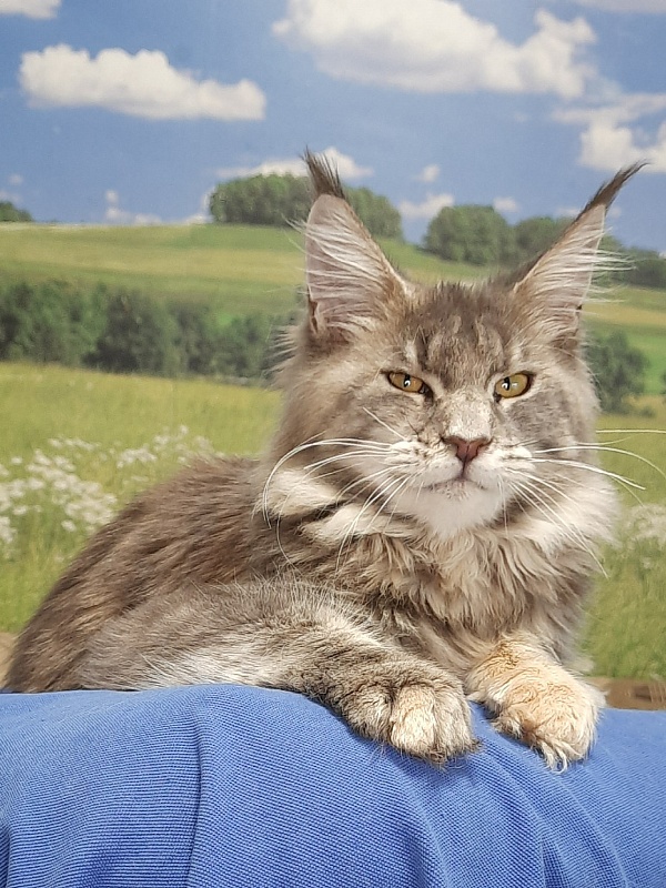 Gatto Fantastico Flora - Kitten maine-coon 5 months 4 weeks