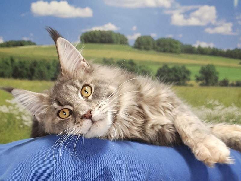 Gatto Fantastico Flora - Kitten maine-coon 5 months 4 weeks
