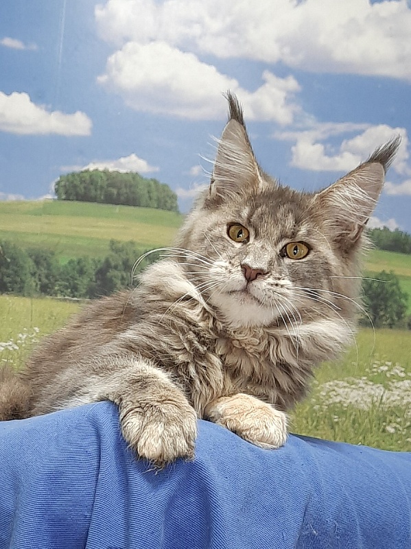 Gatto Fantastico Flora - Kitten maine-coon 5 months 4 weeks