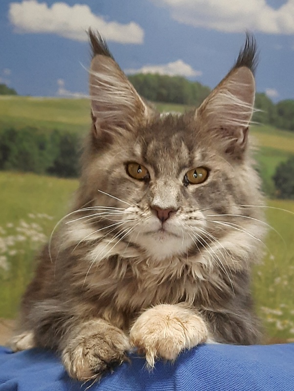 Gatto Fantastico Flora - Kitten maine-coon 5 months 4 weeks