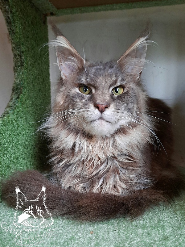 Gatto Fantastico Flora - Adult maine-coon 11 months 2 weeks
