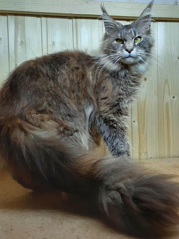Gatto Fantastico Flora - Adult maine-coon 11 months 1 week