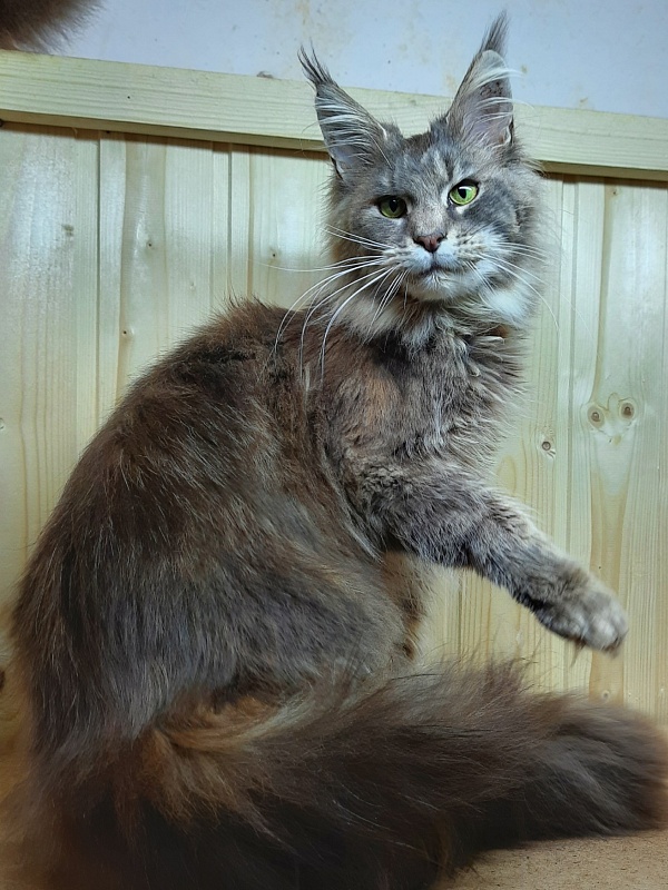 Gatto Fantastico Flora - Adult maine-coon 11 months 1 week