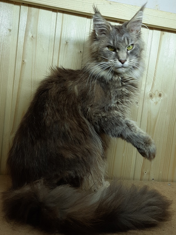 Gatto Fantastico Flora - Adult maine-coon 11 months 1 week