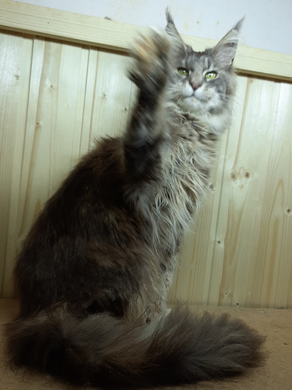 Gatto Fantastico Flora - Adult maine-coon 11 months 1 week