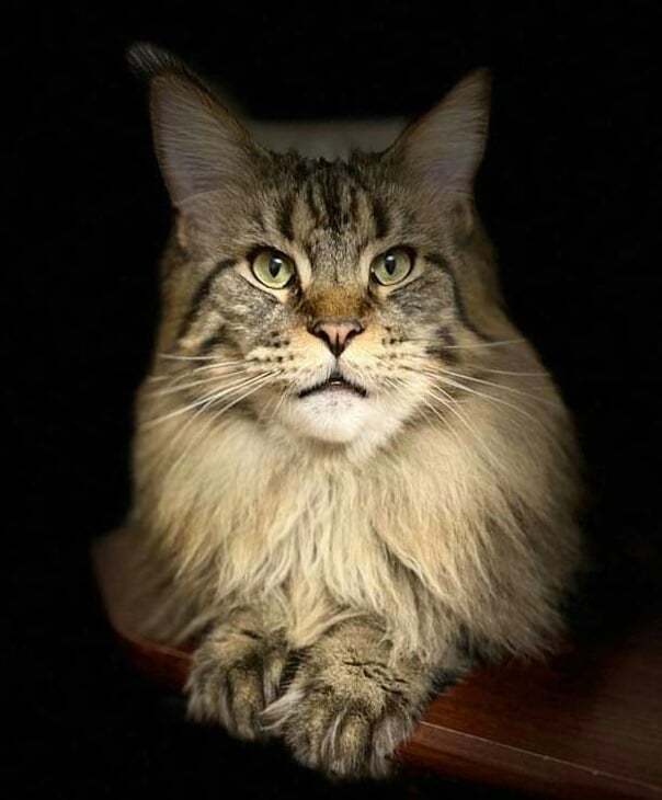 Gatto Fantastico Yakuza - мейн-кун