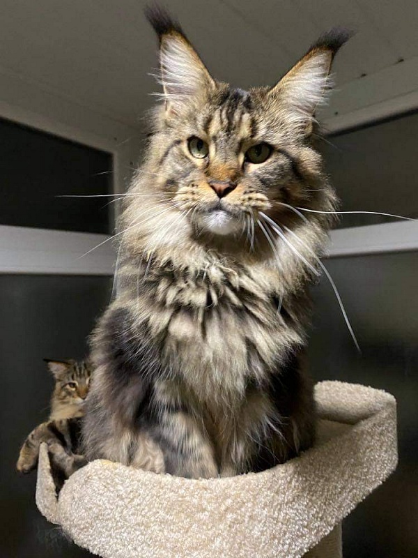 Gatto Fantastico Yakuza - maine-coon