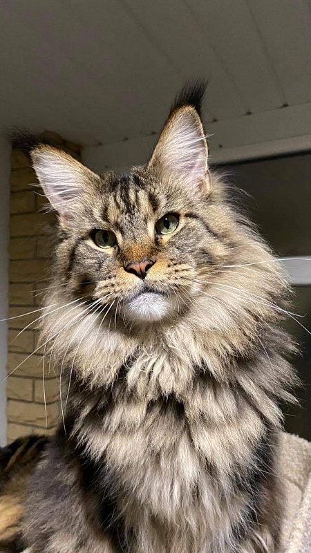 Gatto Fantastico Yakuza - maine-coon