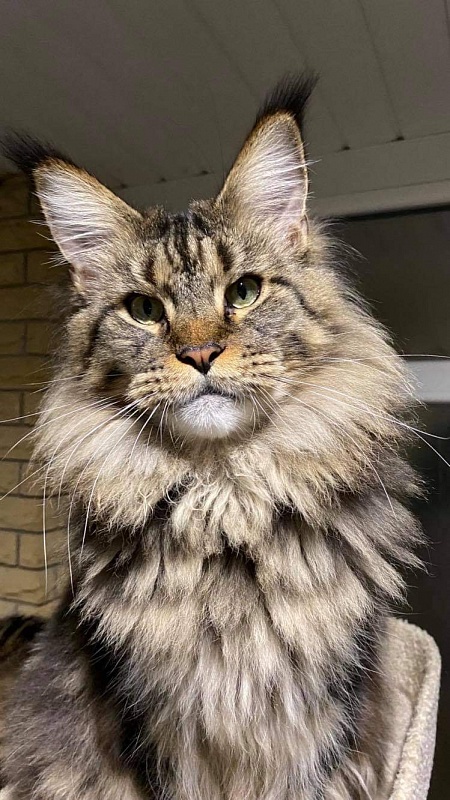 Gatto Fantastico Yakuza - maine-coon