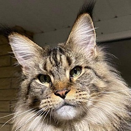 Gatto Fantastico Yakuza