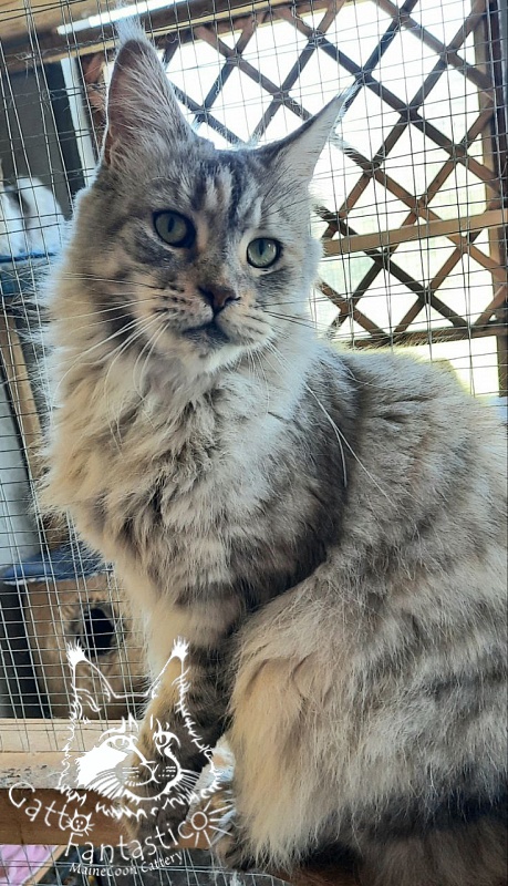 Gatto Fantastico U'Silver Tigress - Adult maine-coon 3 years 2 months 0.5 weeks