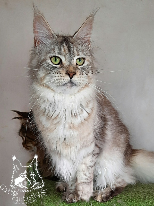 Gatto Fantastico U'Silver Tigress - Adult maine-coon 1 year 9 months 2.5 weeks