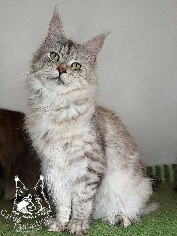 Gatto Fantastico U'Silver Tigress - Adult maine-coon 1 year 9 months 2.5 weeks