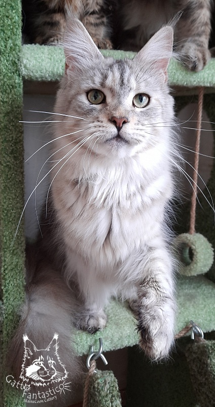 Gatto Fantastico U'Silver Tigress - Adult maine-coon 1 year 10 months