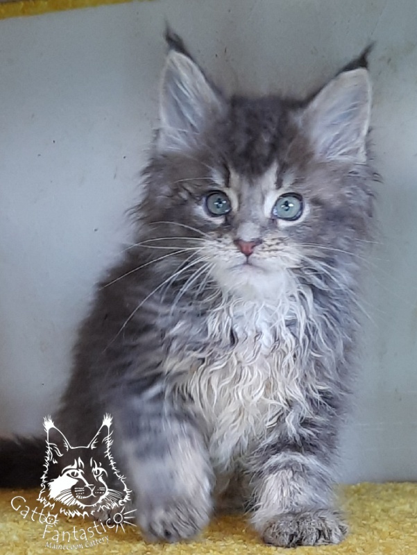 Gatto Fantastico Newton - Kitten maine-coon 2 months 1 week
