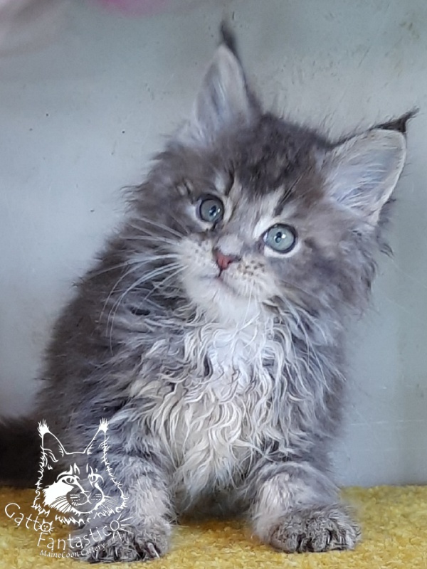 Gatto Fantastico Newton - Kitten maine-coon 2 months 1 week