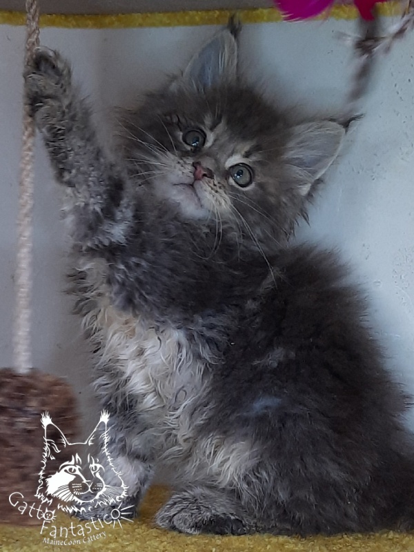 Gatto Fantastico Newton - Kitten maine-coon 2 months 1 week