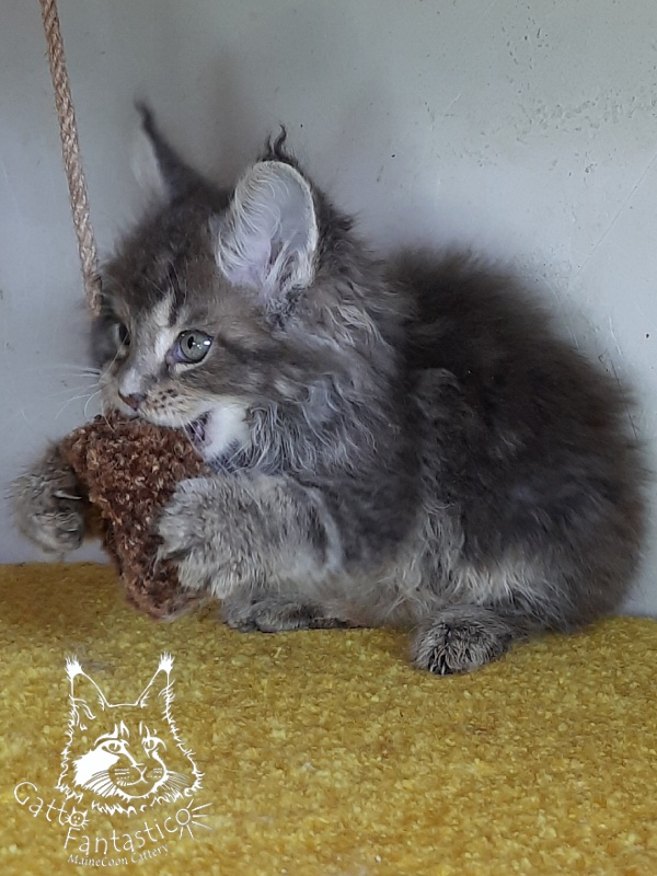 Gatto Fantastico Newton - Kitten maine-coon 2 months 1 week