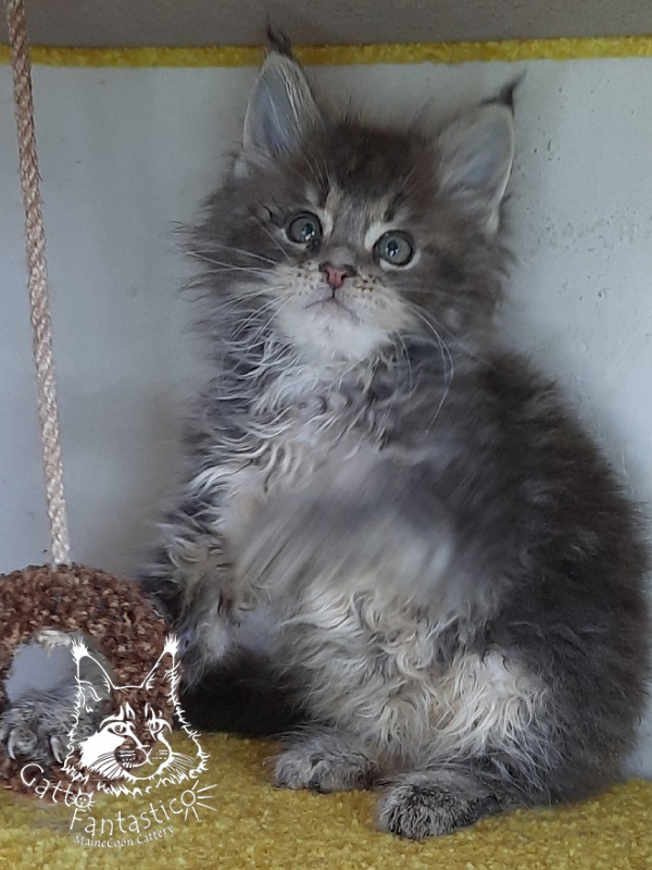 Gatto Fantastico Newton - Kitten maine-coon 2 months 1 week