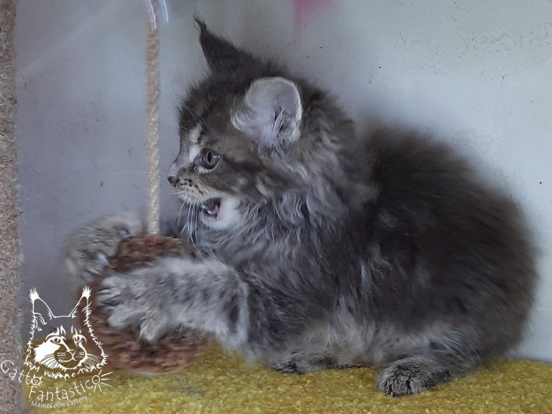 Gatto Fantastico Newton - Kitten maine-coon 2 months 1 week
