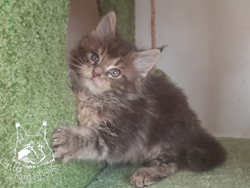 Gatto Fantastico Newton - Kitten maine-coon 2 months 1 week