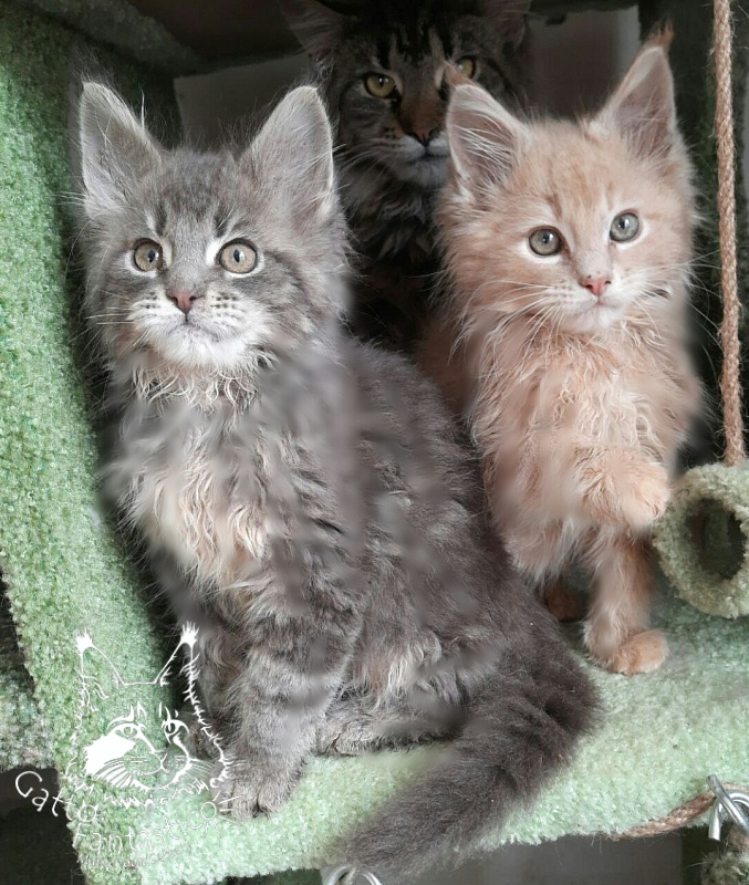 Gatto Fantastico Newton - Kitten maine-coon 2 months 3.5 weeks