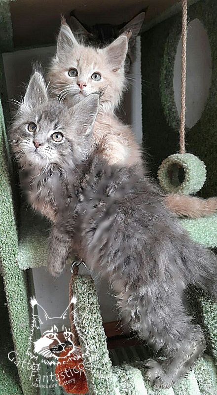 Gatto Fantastico Newton - Kitten maine-coon 2 months 3.5 weeks