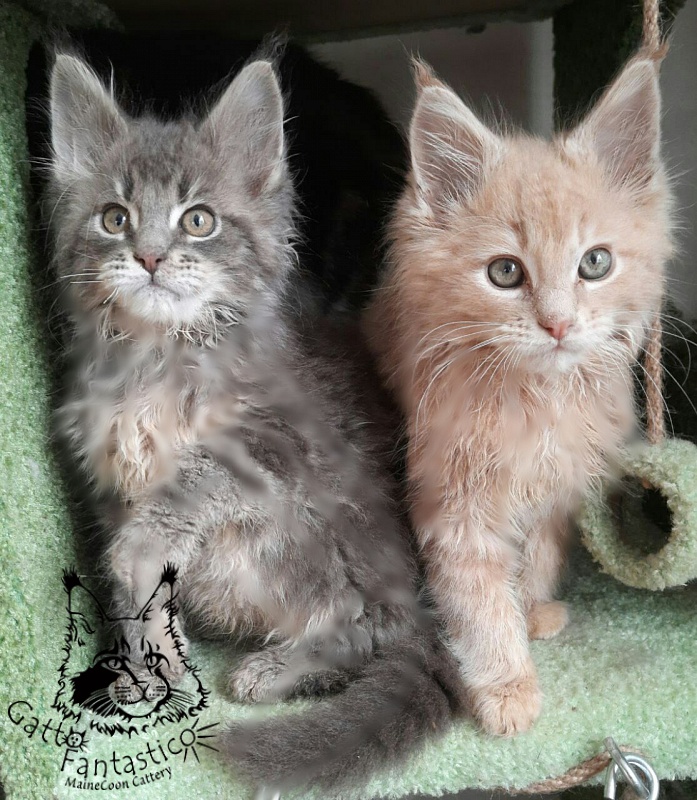 Gatto Fantastico Newton - Kitten maine-coon 2 months 3.5 weeks