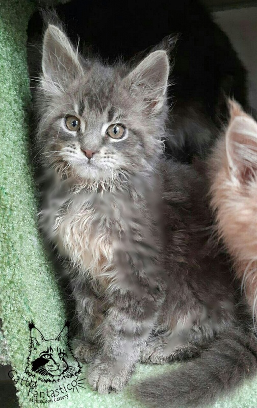 Gatto Fantastico Newton - Kitten maine-coon 2 months 3.5 weeks