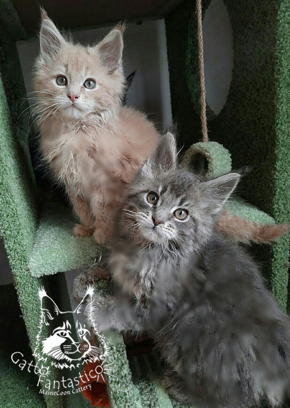 Gatto Fantastico Newton - Kitten maine-coon 2 months 3.5 weeks