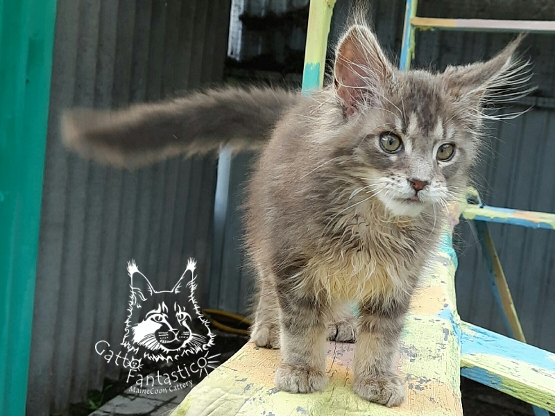 Gatto Fantastico Newton - Kitten maine-coon 3 months 3 weeks
