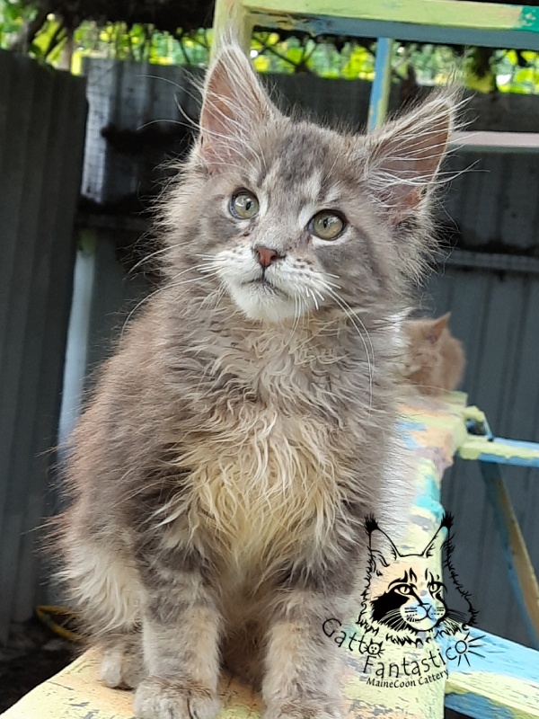 Gatto Fantastico Newton - Kitten maine-coon 3 months 3 weeks