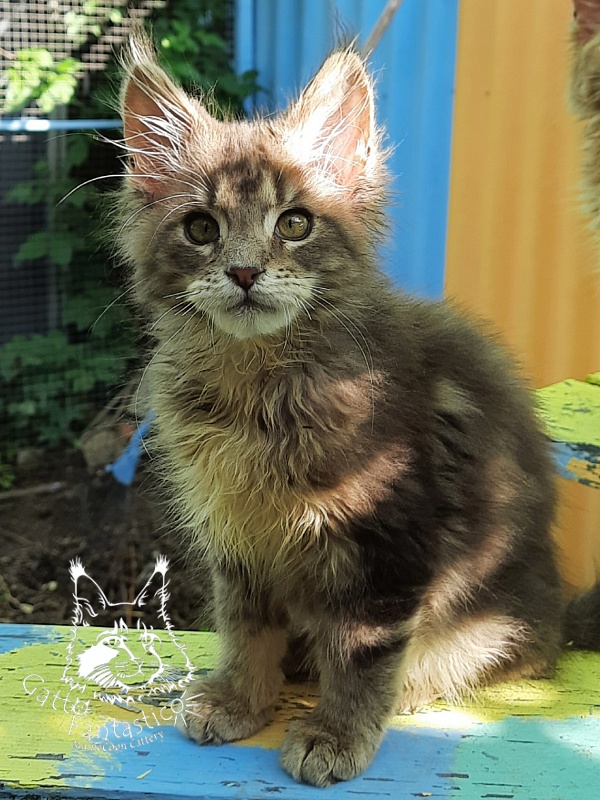 Gatto Fantastico Newton - Kitten maine-coon 3 months 3 weeks