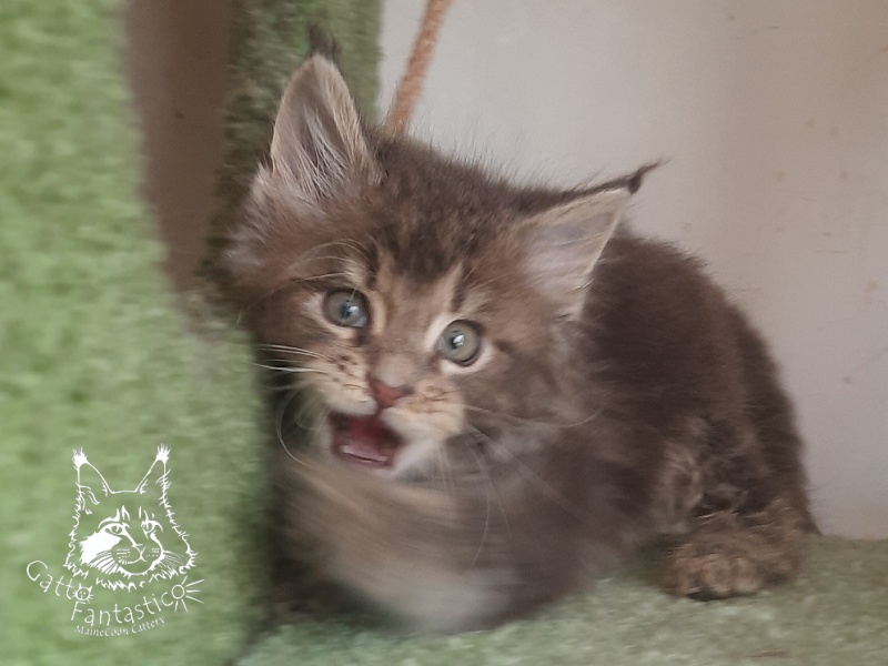 Gatto Fantastico Newton - Kitten maine-coon 2 months 1 week