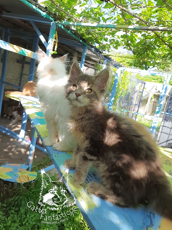 Gatto Fantastico Newton - Kitten maine-coon 3 months 3 weeks