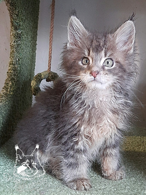Gatto Fantastico Newton - Kitten maine-coon 2 months 3 weeks