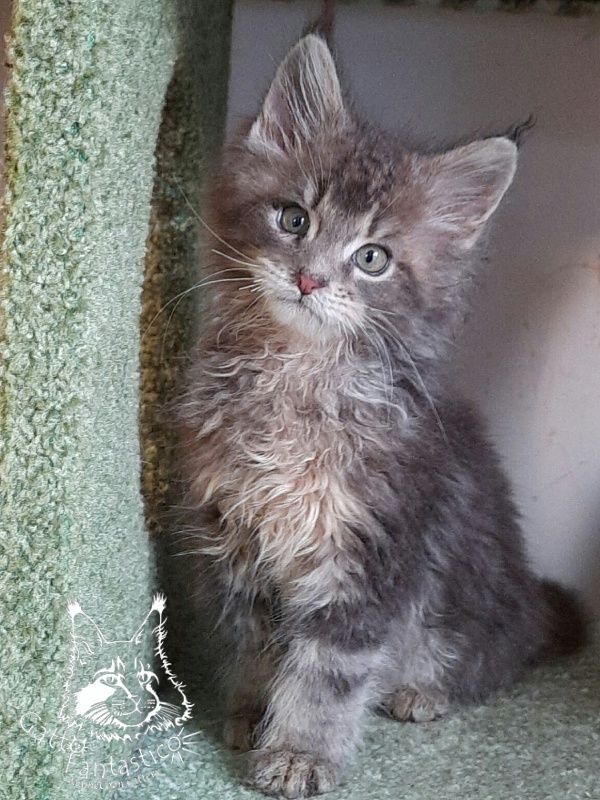 Gatto Fantastico Newton - Kitten maine-coon 2 months 3 weeks
