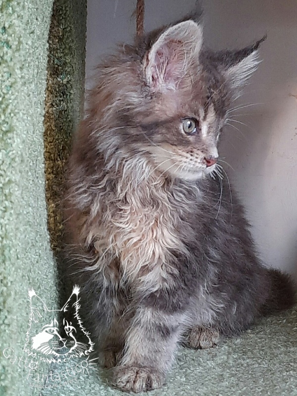Gatto Fantastico Newton - Kitten maine-coon 2 months 3 weeks