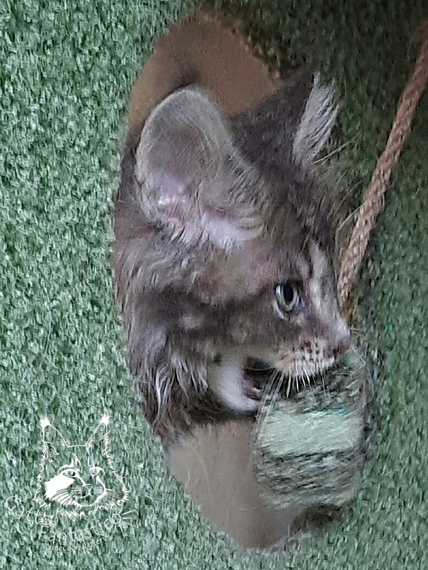 Gatto Fantastico Newton - Kitten maine-coon 2 months 3 weeks