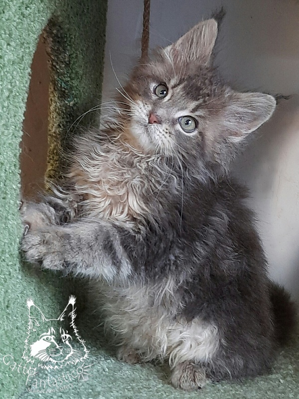Gatto Fantastico Newton - Kitten maine-coon 2 months 3 weeks