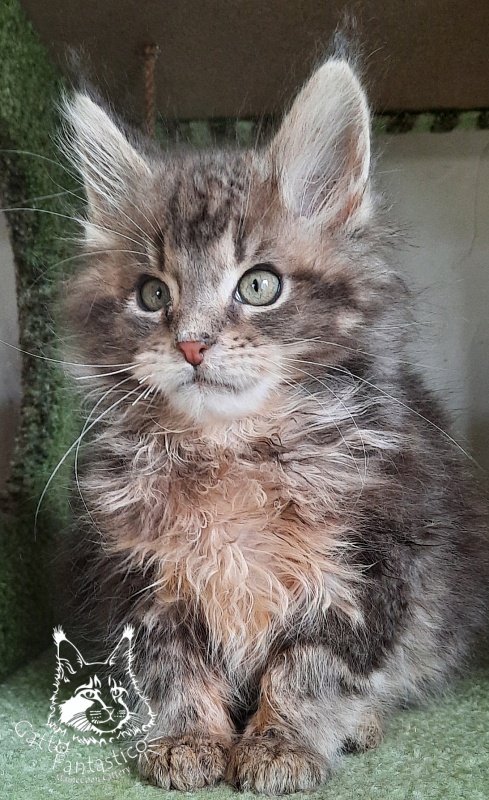 Gatto Fantastico Newton - Kitten maine-coon 2 months 3.5 weeks