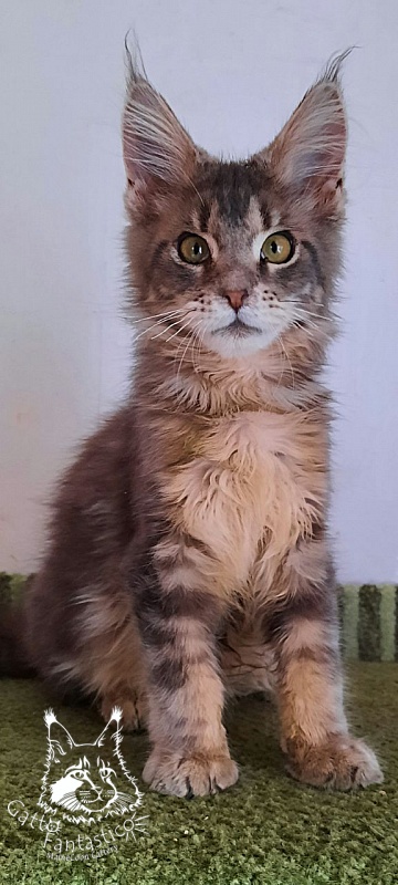 Gatto Fantastico Newton - Kitten maine-coon 4 months 3 weeks