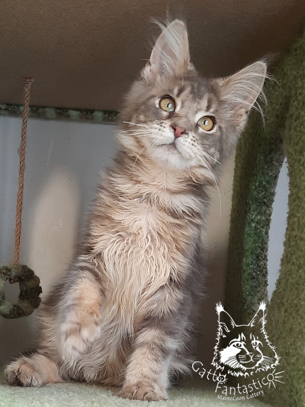 Gatto Fantastico Newton - Kitten maine-coon 4 months 3.5 weeks