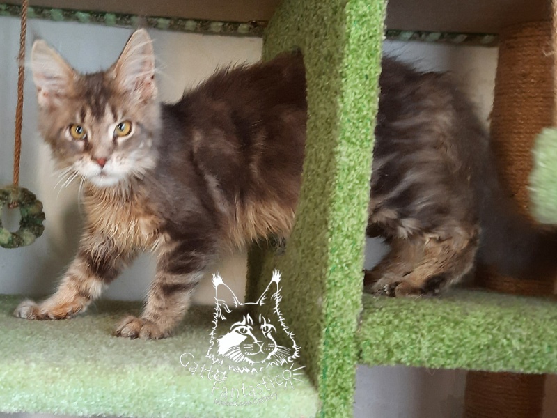 Gatto Fantastico Newton - Kitten maine-coon 4 months 3.5 weeks