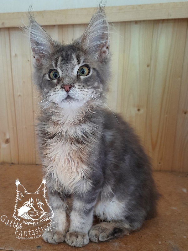 Gatto Fantastico Newton - Kitten maine-coon 4 months 3.5 weeks