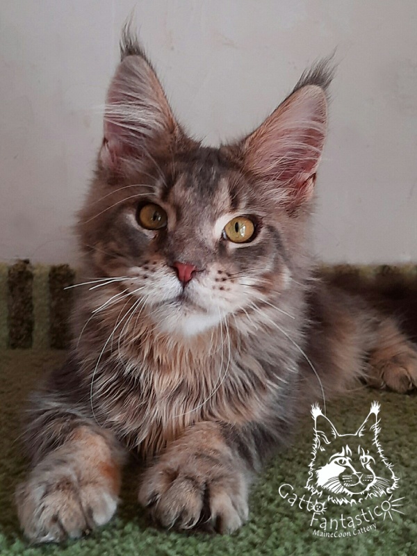 Gatto Fantastico Newton - Kitten maine-coon 5 months 3 weeks