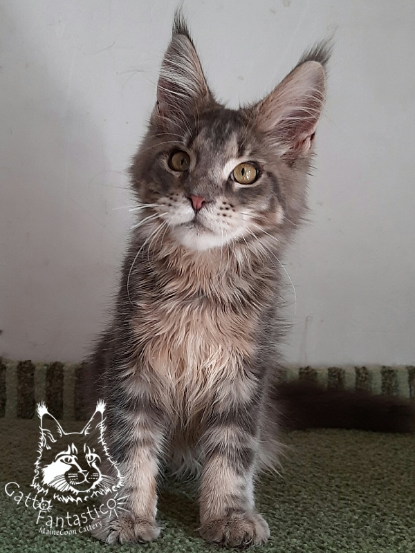 Gatto Fantastico Newton - Kitten maine-coon 5 months 3 weeks